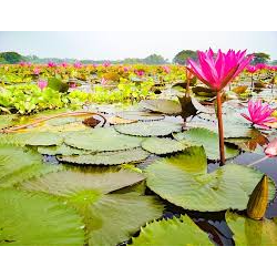 lily_flower