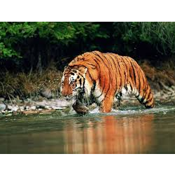 bengal_tiger