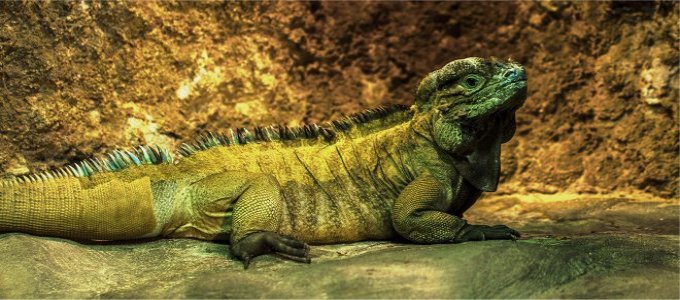 "Green Lizard"