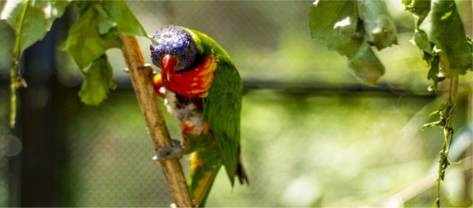"Colorful Parrot"