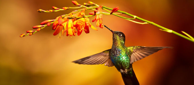 "Hummingbird"