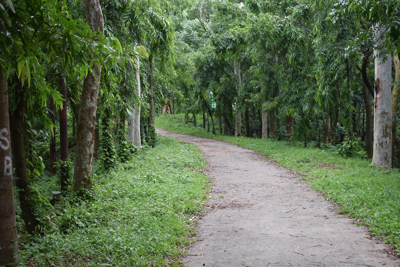 Lush Green Landscapes of Bangladesh